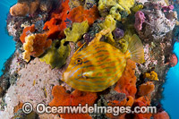 Mosaic Leatherjacket amongst sponges Photo - Gary Bell