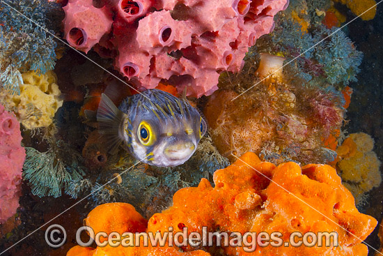 Globefish amongst sea sponges photo Globefish amongst sea sponges photo