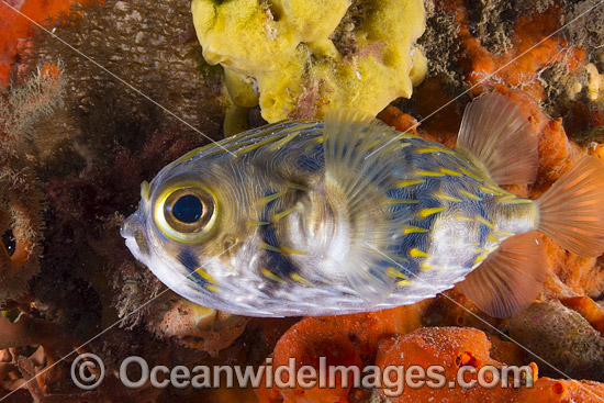 Globefish Port Phillip Bay photo Globefish Port Phillip Bay photo