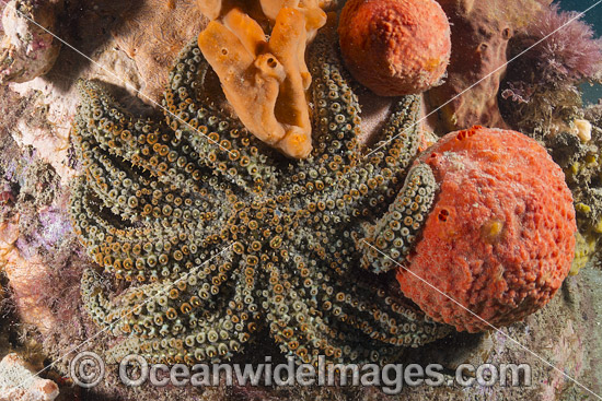 Eleven-arm Seastar Australia photo