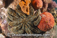 Eleven-arm Seastar Australia Photo - Gary Bell