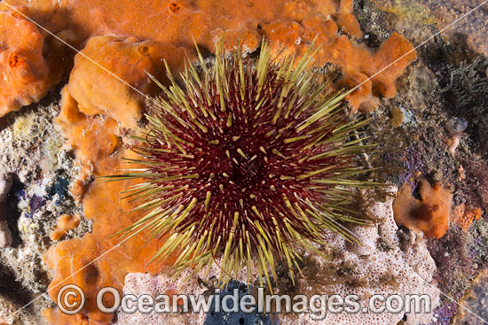 Sea Urchin Port Phillip Bay photo Sea Urchin Port Phillip Bay photo