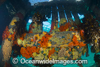 Sunrays under Blairgowrie Jetty Photo - Gary Bell