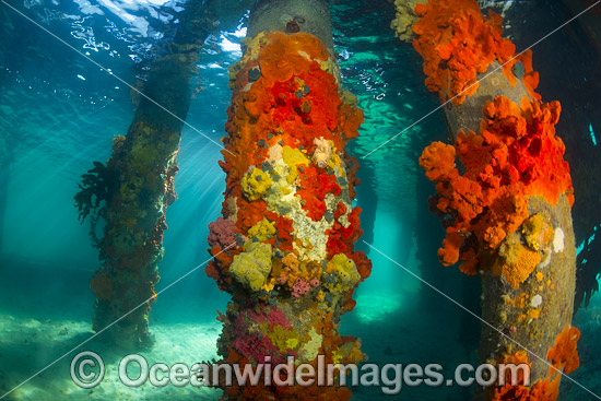 Blairgowrie Jetty Underwater photo Blairgowrie Jetty Underwater photo