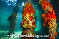 Blairgowrie Jetty Underwater Photo - Gary Bell