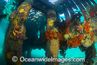 Colourful pylons Blairgowrie Jetty Photo - Gary Bell