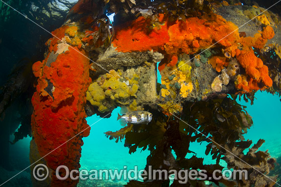 Blairgowrie Jetty pylons Underwater photo Blairgowrie Jetty pylons Underwater photo