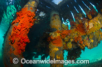 Blairgowrie Jetty pylons Photo - Gary Bell