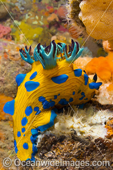 Tambja Nudibranch Victoria photo
