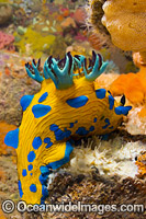 Tambja Nudibranch Victoria Photo - Gary Bell