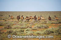 Emus Outback Australia Photo - Gary Bell