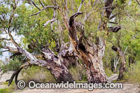 River Red Gums Darling River Photo - Gary Bell