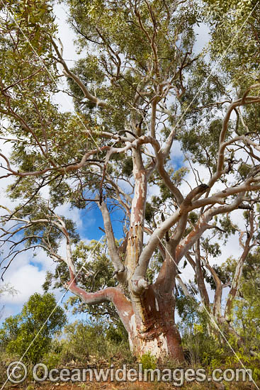 Silverton River Red Gum photo Silverton River Red Gum photo