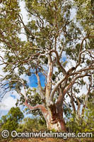 Silverton River Red Gum Photo - Gary Bell