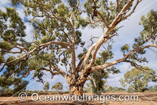 Silverton River Red Gum photo Silverton River Red Gum photo