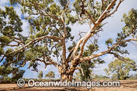 Silverton River Red Gum Photo - Gary Bell