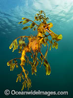 Leafy Seadragon Photo - Gary Bell