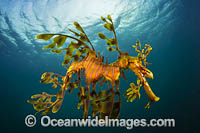 Leafy Seadragon Photo - Gary Bell