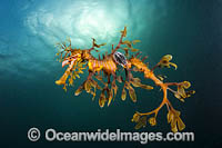 Leafy Seadragon with Parasitic Fish Lice Photo - Gary Bell