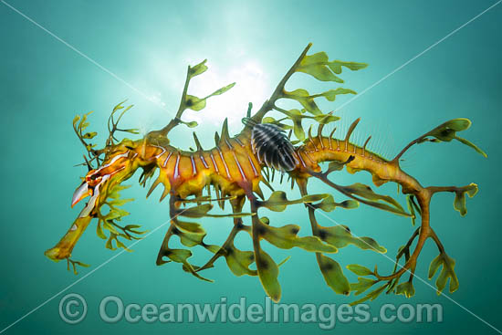Leafy Seadragon with Parasitic Lice photo Leafy Seadragon with Parasitic Lice photo