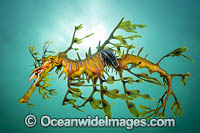 Leafy Seadragon with Parasitic Lice Photo - Gary Bell