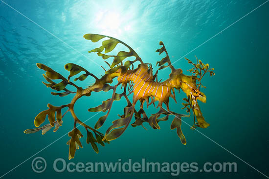 Leafy Seadragon photo
