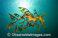Leafy Seadragon Photo - Gary Bell