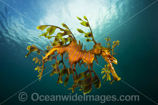 Leafy Seadragon photo Leafy Seadragon photo