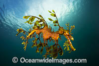 Leafy Seadragon Photo - Gary Bell
