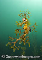 Leafy Seadragon with Fish Lice Photo - Gary Bell