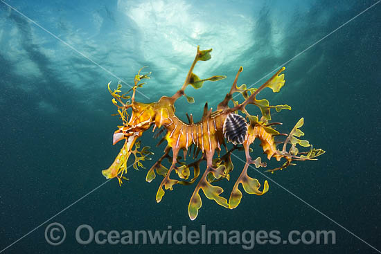 Leafy Seadragon with Parasitic Lice photo Leafy Seadragon with Parasitic Lice photo
