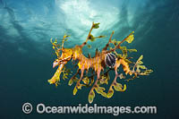 Leafy Seadragon with Parasitic Lice Photo - Gary Bell