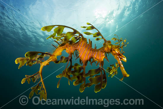 Leafy Seadragon photo Leafy Seadragon photo