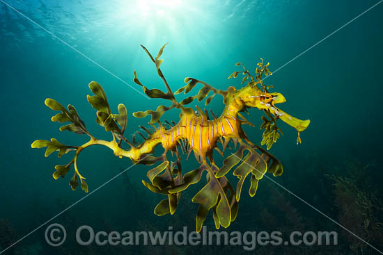 Leafy Seadragon photo Leafy Seadragon photo