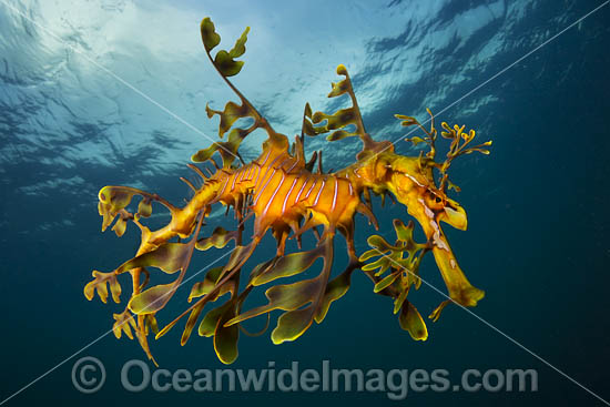 Leafy Seadragon photo Leafy Seadragon photo