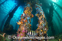 Moonlighter under Edithburgh Jetty Photo - Gary Bell