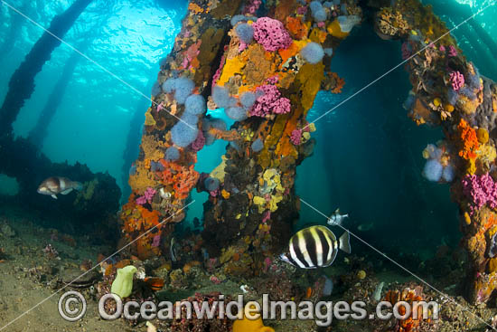 Temperate fish under Edithburgh Jetty photo Temperate fish under Edithburgh Jetty photo
