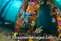 Temperate fish under Edithburgh Jetty Photo - Gary Bell