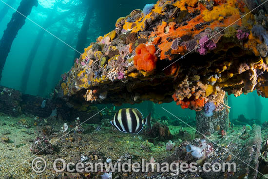 Moonlighter under Edithburgh Jetty photo Moonlighter under Edithburgh Jetty photo