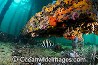 Moonlighter under Edithburgh Jetty Photo - Gary Bell