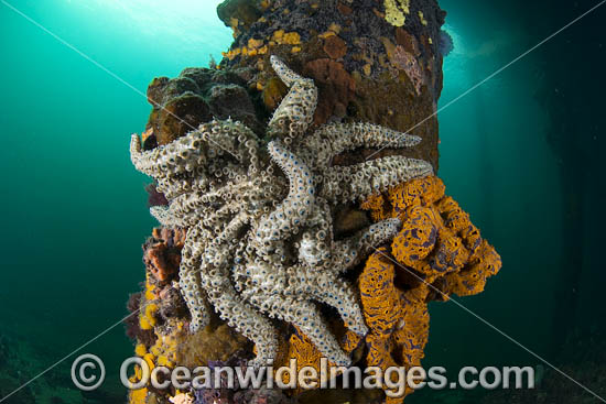 Eleven-arm Sea Star photo Eleven-arm Sea Star photo