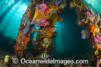 Edithburgh Jetty Photo - Gary Bell