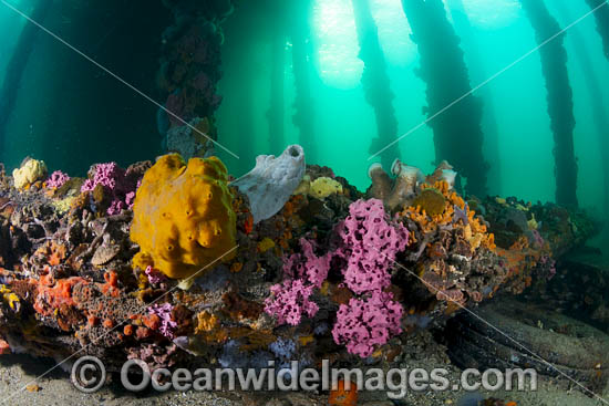 Marine Life under Edithburgh Jetty photo