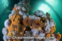 Edithburgh Jetty Underwater Photo - Gary Bell
