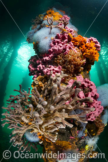 Marine Life under Edithburgh Jetty photo Marine Life under Edithburgh Jetty photo