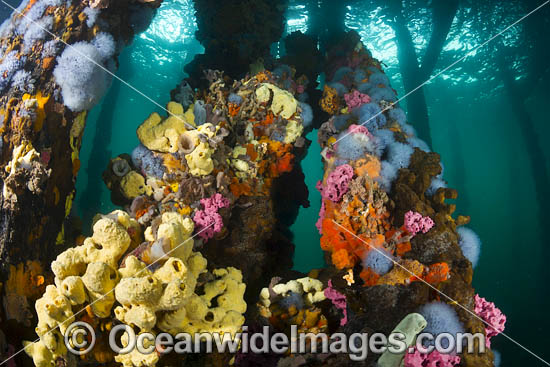 Edithburgh Jetty Underwater photo Edithburgh Jetty Underwater photo