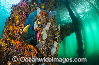 Life under Edithburgh Jetty Photo - Gary Bell