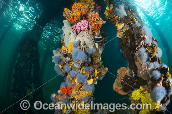 Edithburgh Jetty Underwater photo