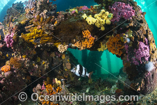 Perch under Edithburgh Jetty photo Perch under Edithburgh Jetty photo
