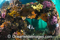 Perch under Edithburgh Jetty Photo - Gary Bell